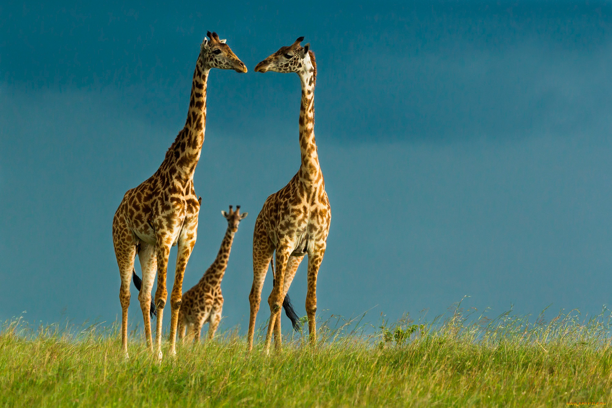 Animals en. Короткошеий Жираф. Giraffa Giraffa животные. Жирафье семейство. Красивый Жираф.